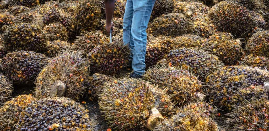 Palm Oil in BioFuels EU Trying to Prevent Another Trade War